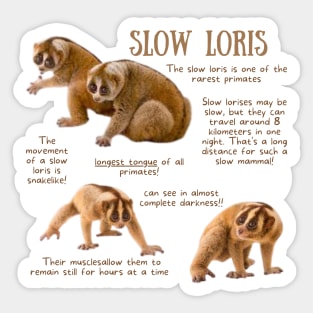 Slow Loris - Animal Facts Sticker